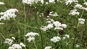 od-essbare-pflanzen-Baldrian_COLOURBOX1531035.jpg