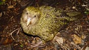 OD 2014 Kakapo Vögel Natur Neuseeland
