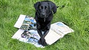 OD Reisen Urlaub Hund Tiere