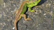 OD 0911 BL Natur Zauneidechse