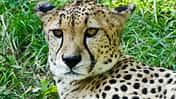 OD Basislager 0111  Gepard Thomas Buttler_pixelio.de (jpg)