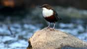 OD Wasseramsel Vogel Vögel Wasser pixelio