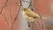 OD Tierwelt Singvögel Vogel Chiffchaff Zilpzalp