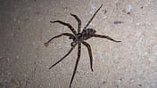 OD Spinne