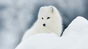 OD 2015 Fjällräven Polarfuchs Aktion Tiere