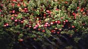 OD 2019 Cranberry Moosbeere essbare Pflanze Ernährung Kochen Küche