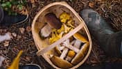 Pilze sammeln im Wald