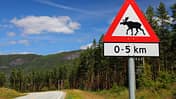 Elch-Schild in Setesdal, Norwegen