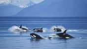 Orcas vor der Küste Alaskas