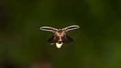 Firefly