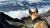 Alpencross mit Hund