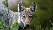 Junger Wolf im Osten Deutschlands Junger Wolf im Osten Deutschlands