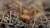 Braune Violinspinne Loxosceles rufescens Echte Webspinne