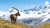 Gran Paradiso
