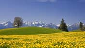 Frühling in Bayern - Löwenzahnfeld im Allgäu