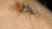 Asiatische Tigermücke (Aedes albopictus)