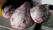Fisch des Jahres: der Blobfisch