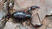 Alpentiere Skorpion