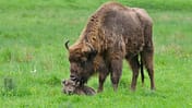 Wisent mit Kalb in Nordrhein-Westfalen