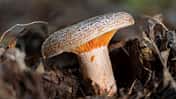 Edelreizker Pilz
