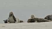 Kegelrobben im Nationalpark Niedersächsisches Wattenmeer