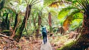 Wanderin in der Wildnis Tasmaniens