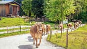 Kühe im Allgäu