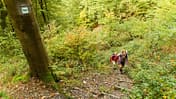 Westerwaldsteig im Herbst