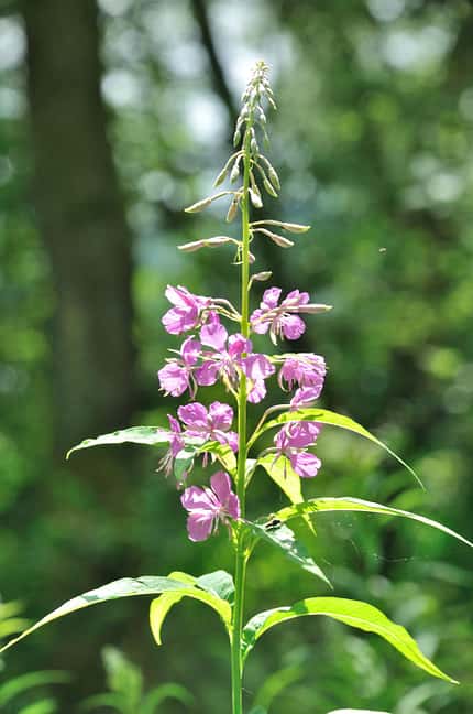 od-essbare-pflanzen-Waldweidenroeschen_COLOURBOX12089826.jpg