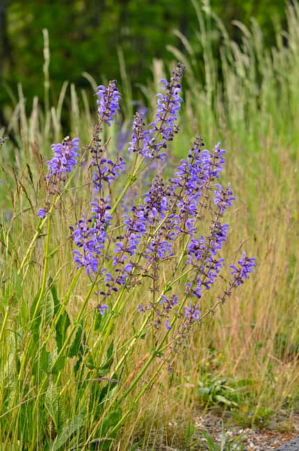 Od-essbare-Pflanzen-Wiesensalbei-Steffen-Hauser-botanikfoto-545040-L.jpg