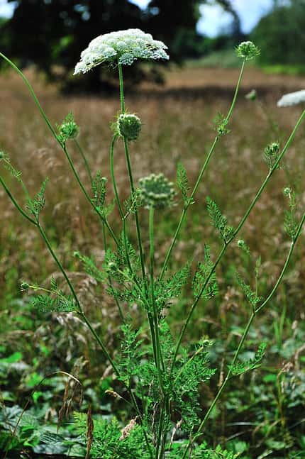 od-essbare-Pflanzen-Wilde-Moehre-botanikus_Daucus carota5-LOCHSTAMPFER.jpg