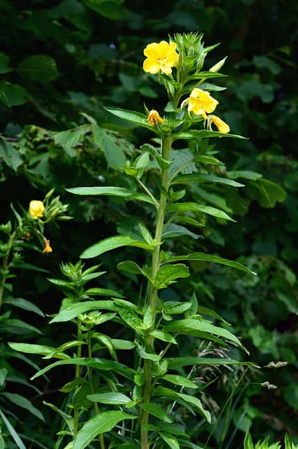 od-essbare-Pflanzen-Gemeine-Nachtkerze-botanikus_Oenothera biennis7-LOCHSTAMPFER.jpg