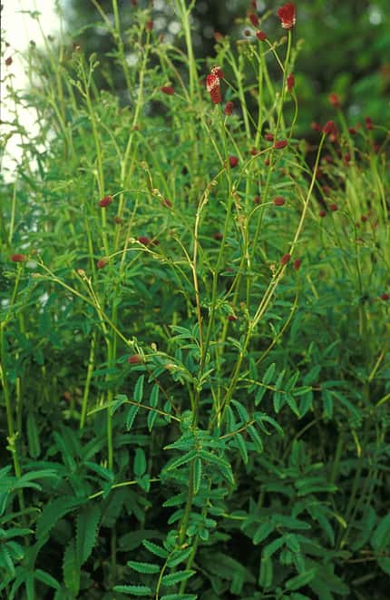 od-essbare-Pflanzen-Grosser-Wiesenknopf-botanikus_Sanguisorba officinlis.jpg