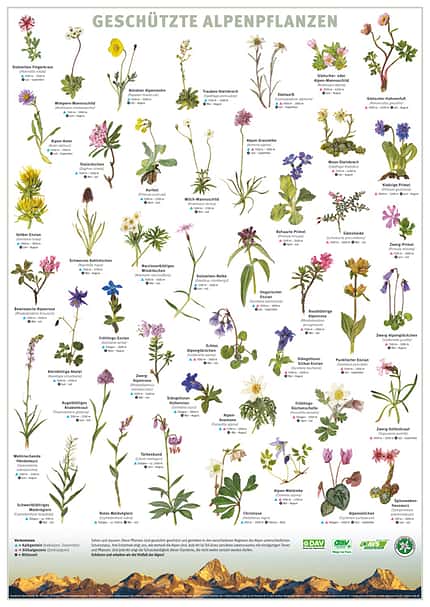 KL DAV-Plakat seltene Alpen-Blumen & Alpen-Pflanzen KL DAV-Plakat seltene Alpen-Blumen & Alpen-Pflanzen