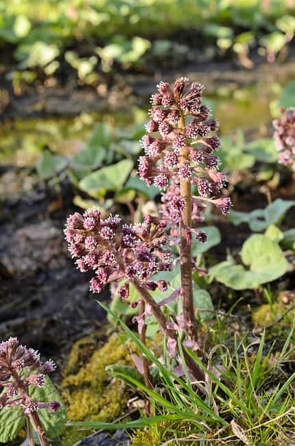 Od-essbare-Pflanzen-Gewoehnliche-Pestwurz-Steffen-Hauser-botanikfoto-507080-L.jpg