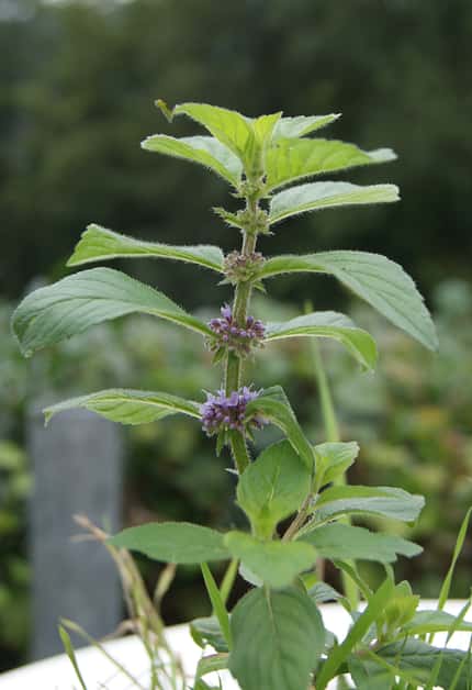 OD 2019 Ackerminze Pflanze Wiki Blüte Heilpflanze Kräuter Flora Fauna Natur