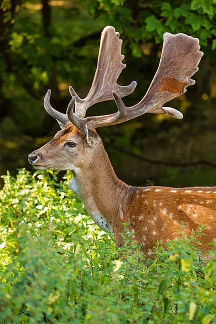 OD 0416 Deutschland Hunsrück Hirsch OD 0416 Deutschland Hunsrück Hirsch