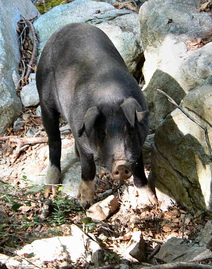 KL_Korsika_Korsisches_halbwildes_Schwein (jpg) KL_Korsika_Korsisches_halbwildes_Schwein (jpg)