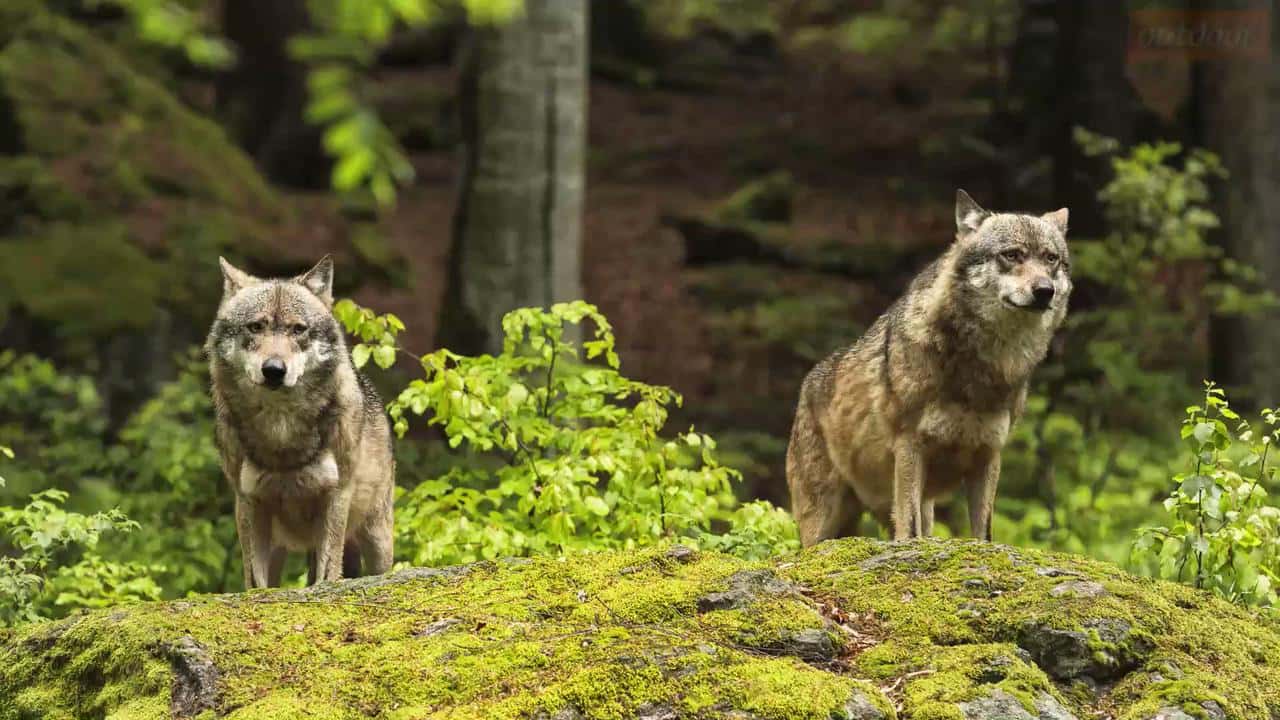 Wissenswertes über den Wolf Wissenswertes über den Wolf